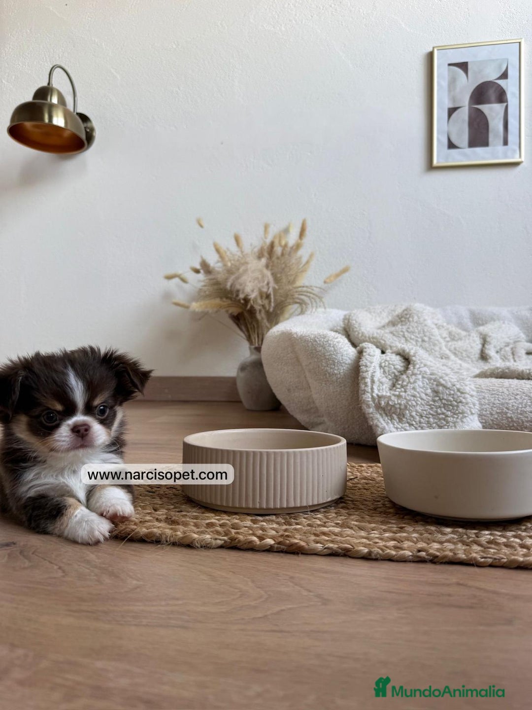 Chihuahua perros en venta: CHIHUAHUA PELO LARGO CACHORROS - Anuncio 3