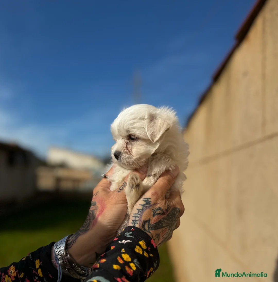 Bichón Maltés perros en venta: Bichón maltés  en Illes Balears - Anuncio 4