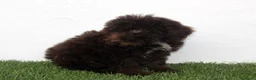 Perro de Agua Español perros en venta: Perro de Agua Español - Anuncio 20