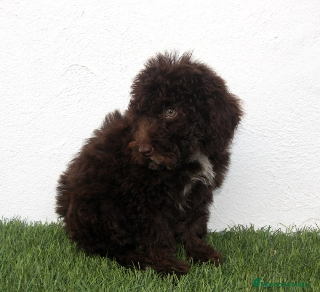 Perro de Agua Español perros en venta: Perro de Agua Español - Anuncio 20