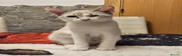Europeo de Pelo Corto gatos en venta: Gata Europea - Anuncio 2
