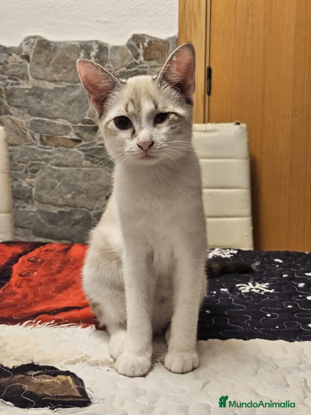 Europeo de Pelo Corto gatos en venta: Gata Europea - Anuncio 2