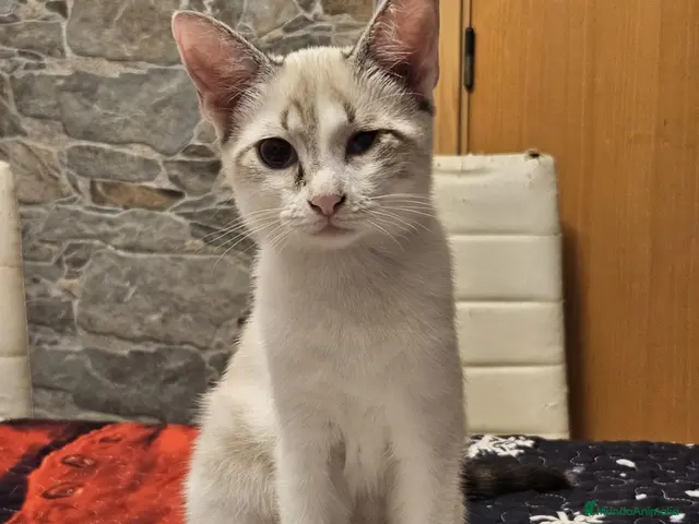 Europeo de Pelo Corto gatos en venta: Gata Europea - Anuncio 2
