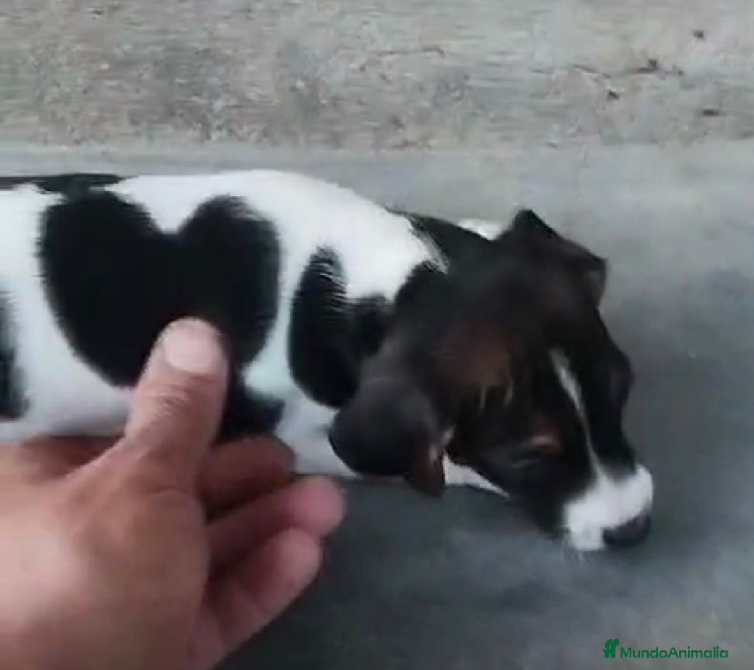 Jack Russell Terrier perros en venta: Jack Russell  - Imagen 6
