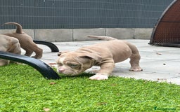 American Bully perros en venta: American bully bebés preciosos - Imagen 15