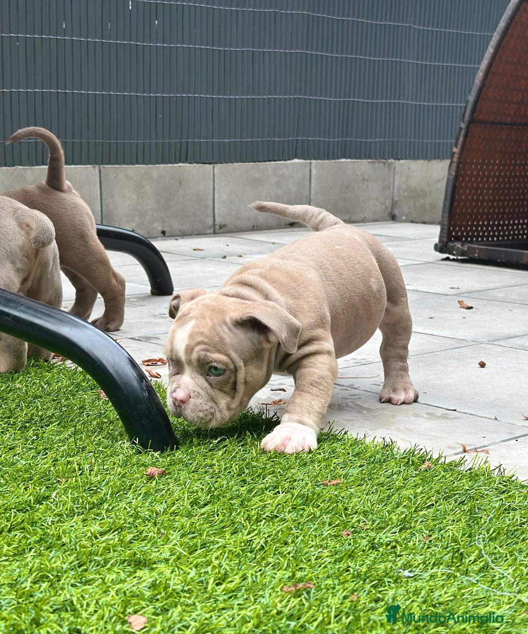 American Bully perros en venta: American bully bebés preciosos - Imagen 15