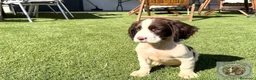English Springer Spaniel perros en venta: Springer Spaniel Luca De Reverte - Anuncio 3