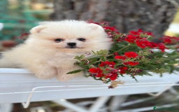 Pomerania perros en venta: Pomerania hembra lista para entregar  - Imagen 4