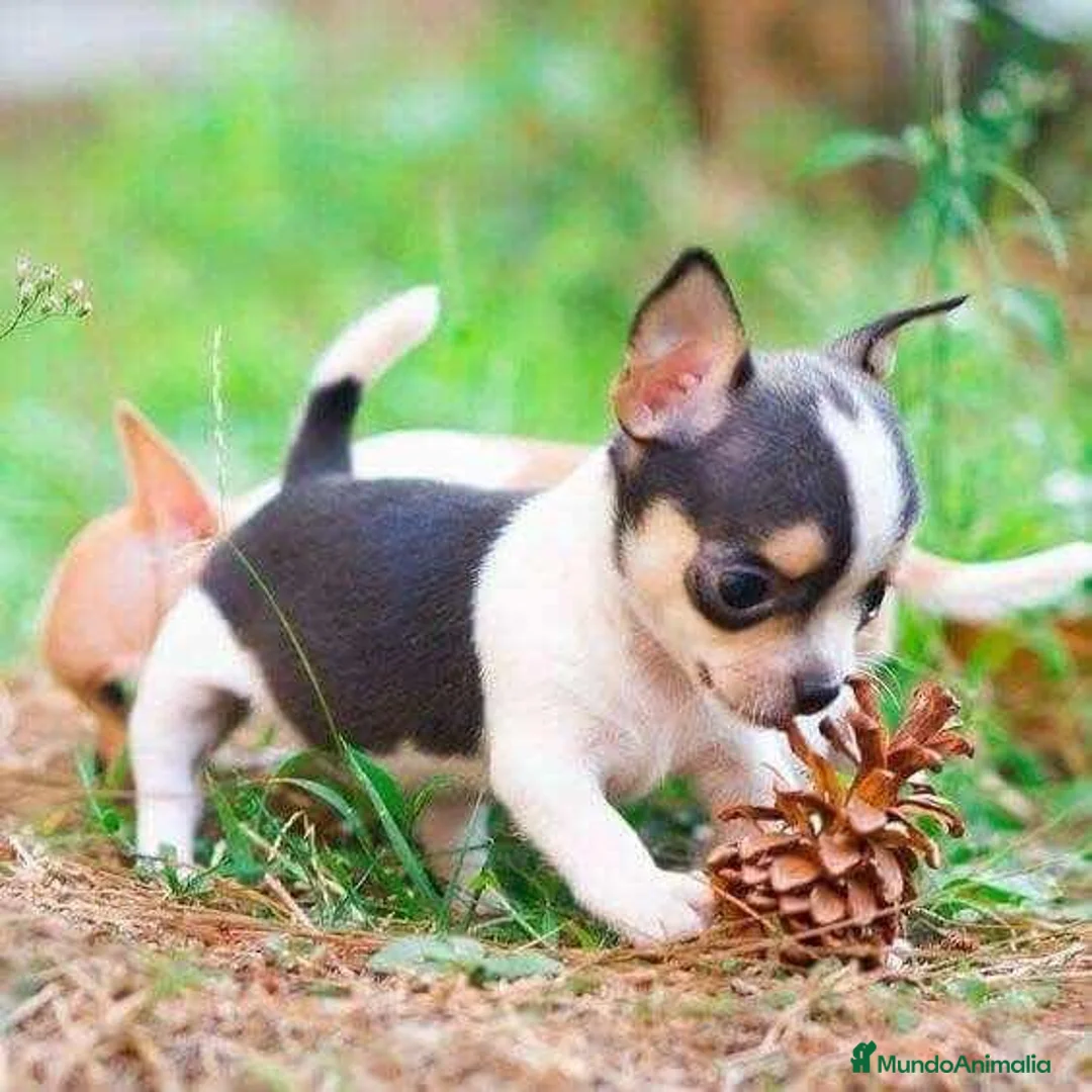 Chihuahua perros en venta: CHIHUAHUAS MINI ( ENVIO TODA ESPAÑA )  - Anuncio 3