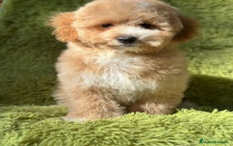 Maltipoo perros en venta: Maltipoo camada - Imagen 8