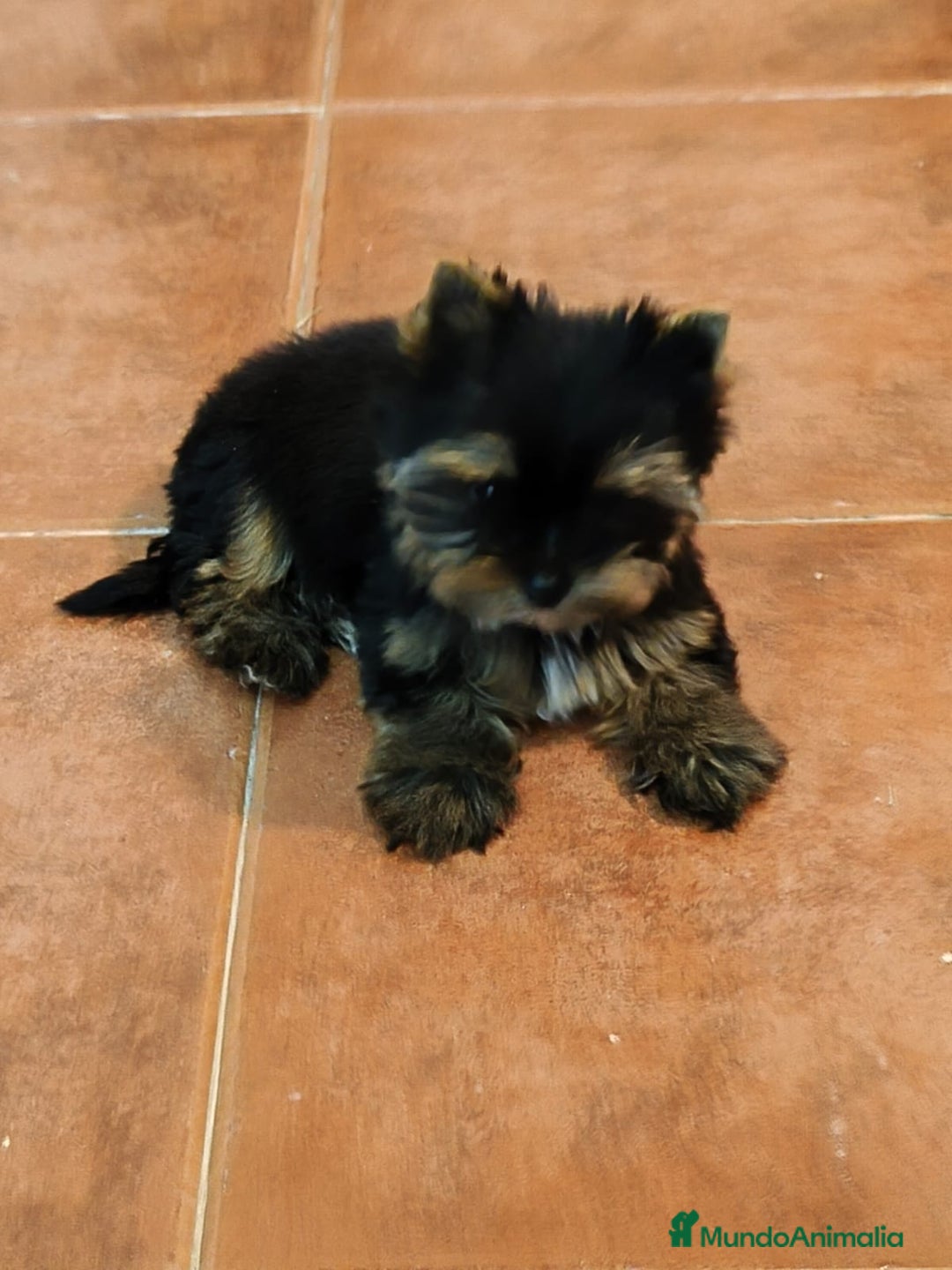 Yorkshire Terrier perros en venta: YORKSHIRE MINIATURA  - Anuncio 1
