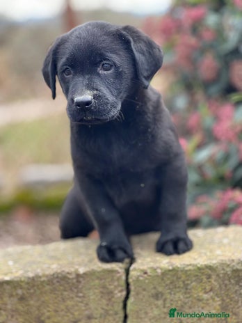 Labrador Retriever perros en Barcelona - Anuncio 9