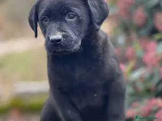 Labrador Retriever perros LABRADOR NEGRO NACIONAL en Barcelona - Anuncio 9