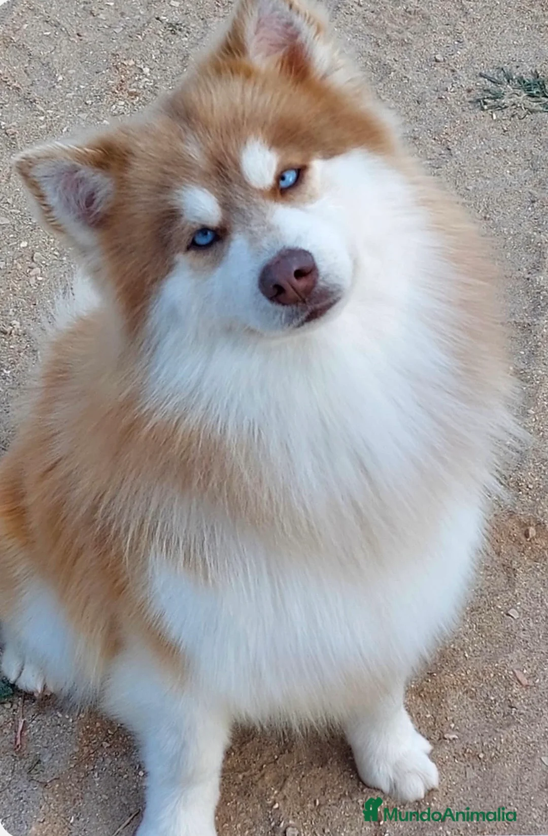 Pomsky perros en venta: Macho pomsky - Anuncio 1