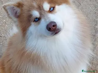 Pomsky perros Macho pomsky - Anuncio 2