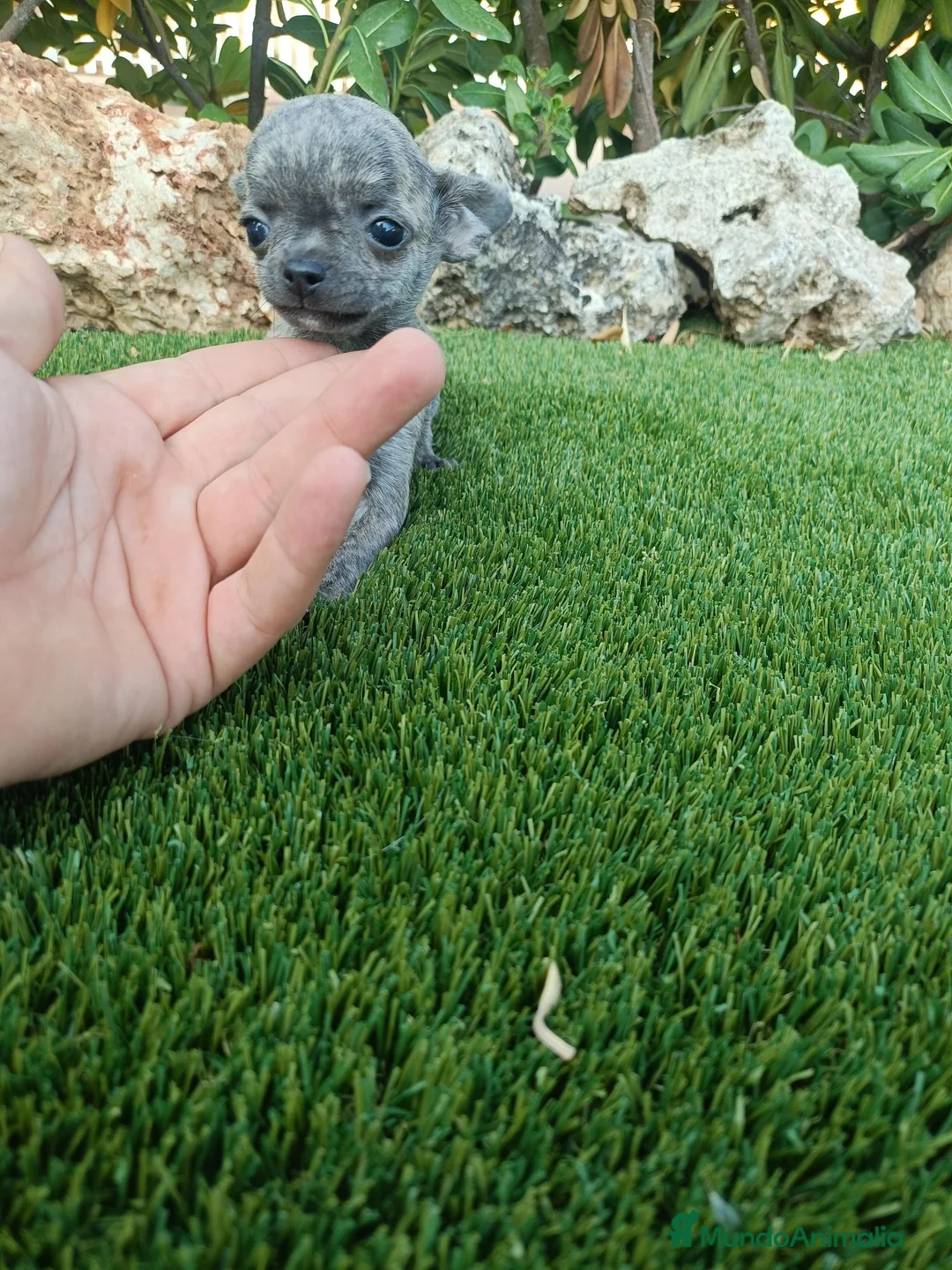 Chihuahua perros en venta: Hembritas de Chihuahua Atigradas Toy - Anuncio 2