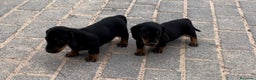 Teckel perros en venta: Teckel kaninchen en Ciudad Real - Anuncio 3