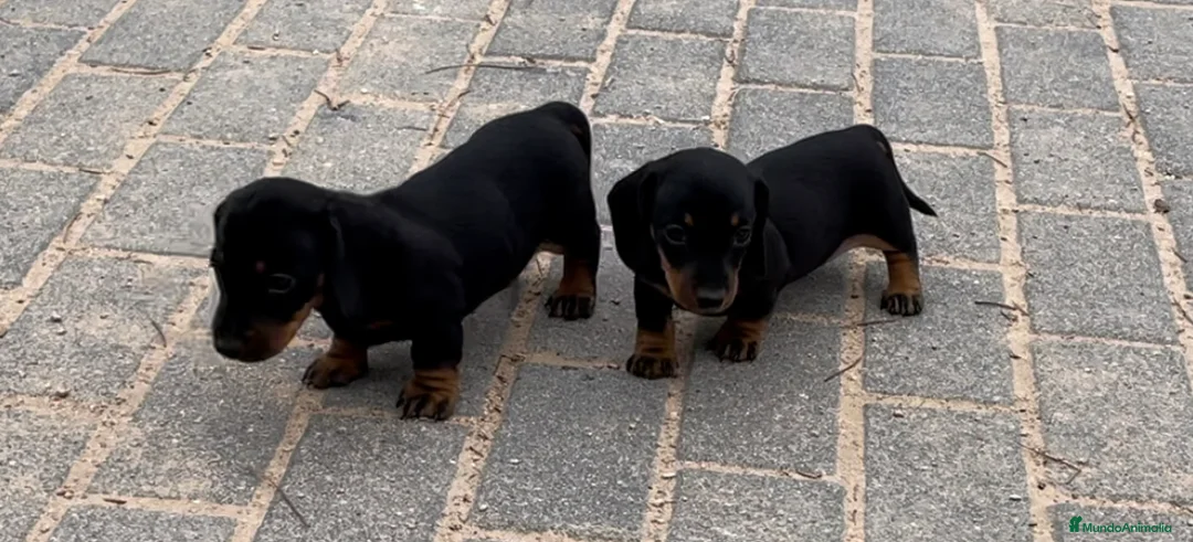 Teckel perros en venta: Teckel kaninchen en Ciudad Real - Anuncio 3