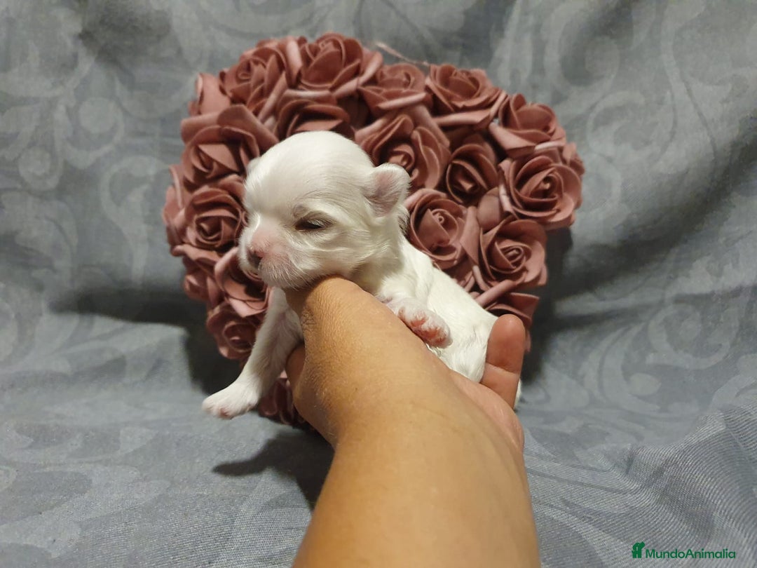 Bichón Maltés perros en venta: Bichones Malteses   - Imagen 2