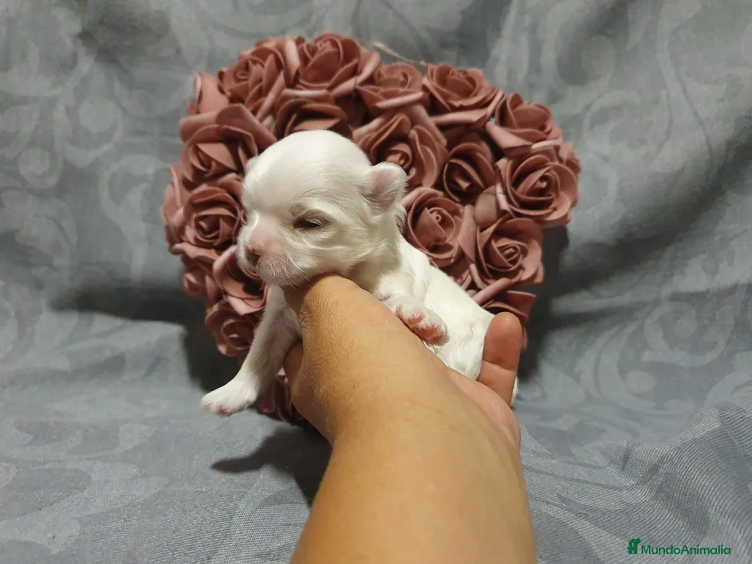 Bichón Maltés perros en venta: Bichones Malteses   - Anuncio 2