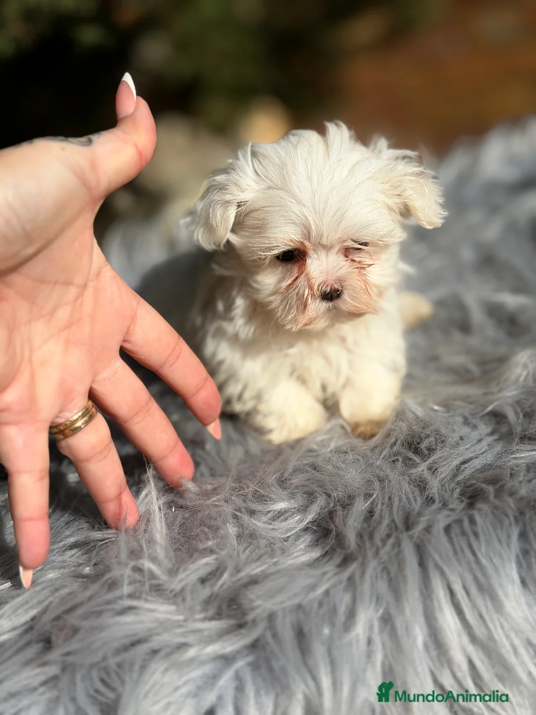 Bichón Maltés perros en venta: Bichon Maltes coreano  - Anuncio 1