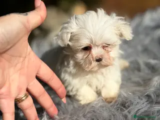 Bichón Maltés perros Bichon Maltes coreano - Anuncio 15