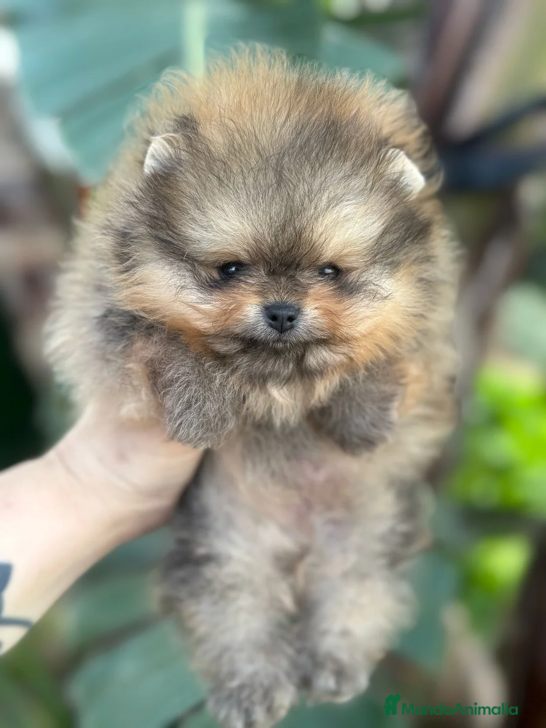 Pomerania perros en venta: AUTENTICOS POMERANIA, LOS MAS MINIATURAS. en Málaga - Anuncio 9