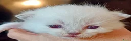 Británico de Pelo Corto gatos en venta:  BRITISH SHORTAIR gatita Se vende - Anuncio 5