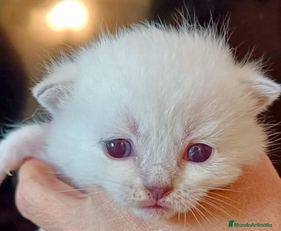 Británico de Pelo Corto gatos en venta:  BRITISH SHORTAIR gatita Se vende - Anuncio 5