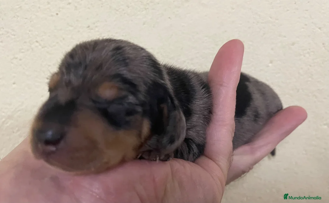 Teckel Miniatura perros en venta: Teckel Kaninchen  - Anuncio 2