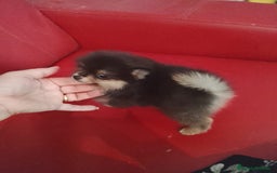 Pomerania perros en venta: Pomerania  - Imagen 2