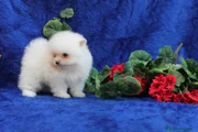 Pomerania Cachorro 3