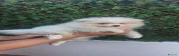 Pomerania perros en venta: Pomerania Macho crema - Anuncio 2