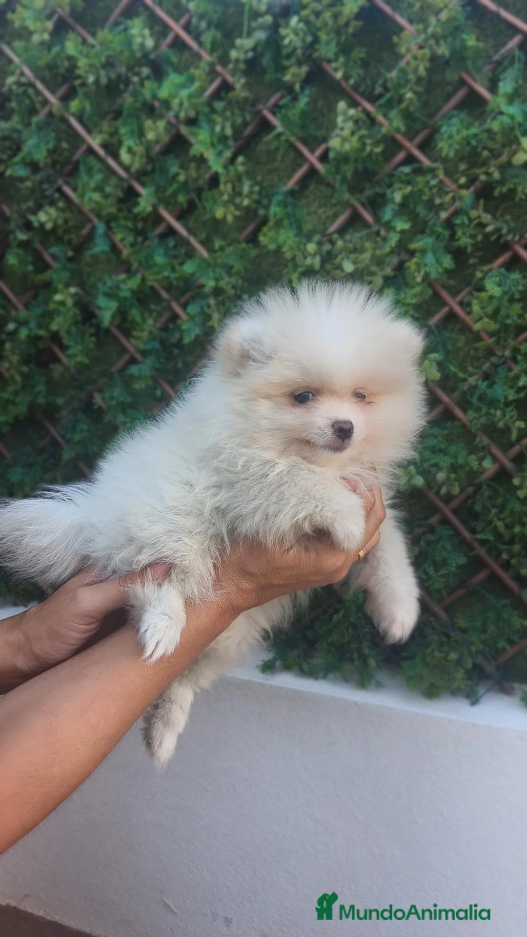 Pomerania perros en venta: Pomerania Macho crema - Anuncio 2