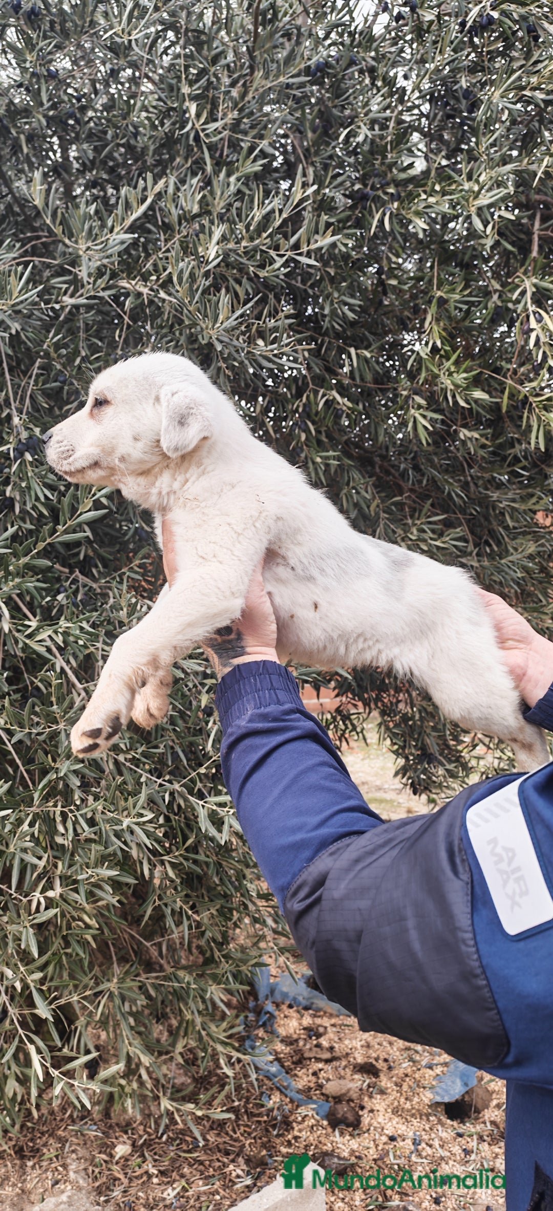 Mastín Español perros en venta: MASTÍN ESPAÑOL - Anuncio 7