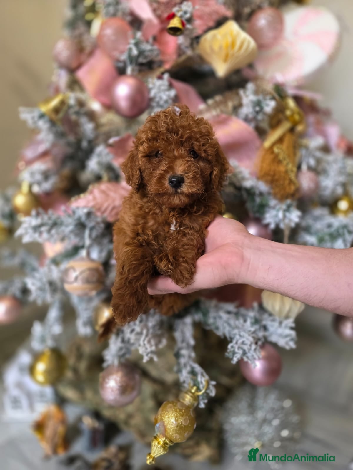 Caniche Toy perros CANICHE TOY ROJO  - Anuncio 2