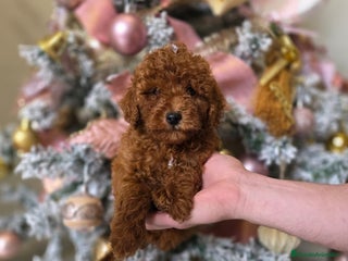 Caniche Toy perros CANICHE TOY ROJO - Anuncio 2