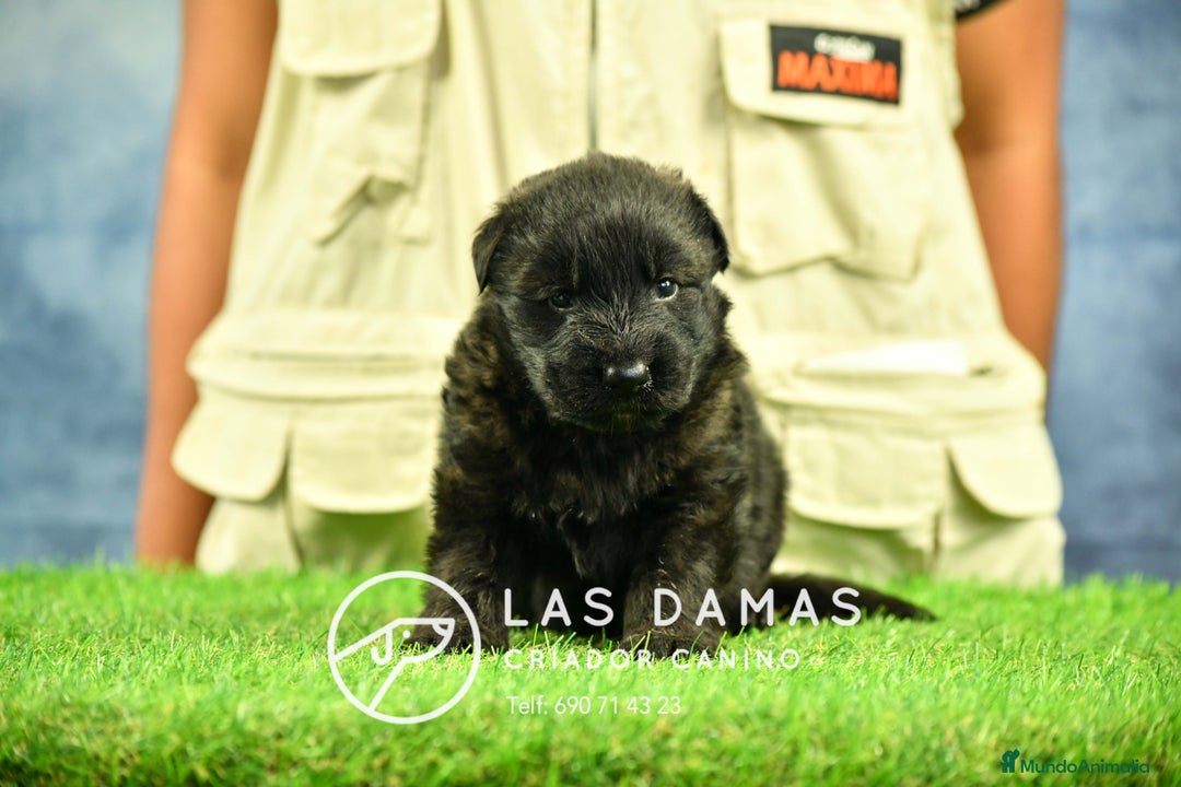 Pastor Alemán perros en venta: Pastor alemán pelo largo disponibles - Imagen 8