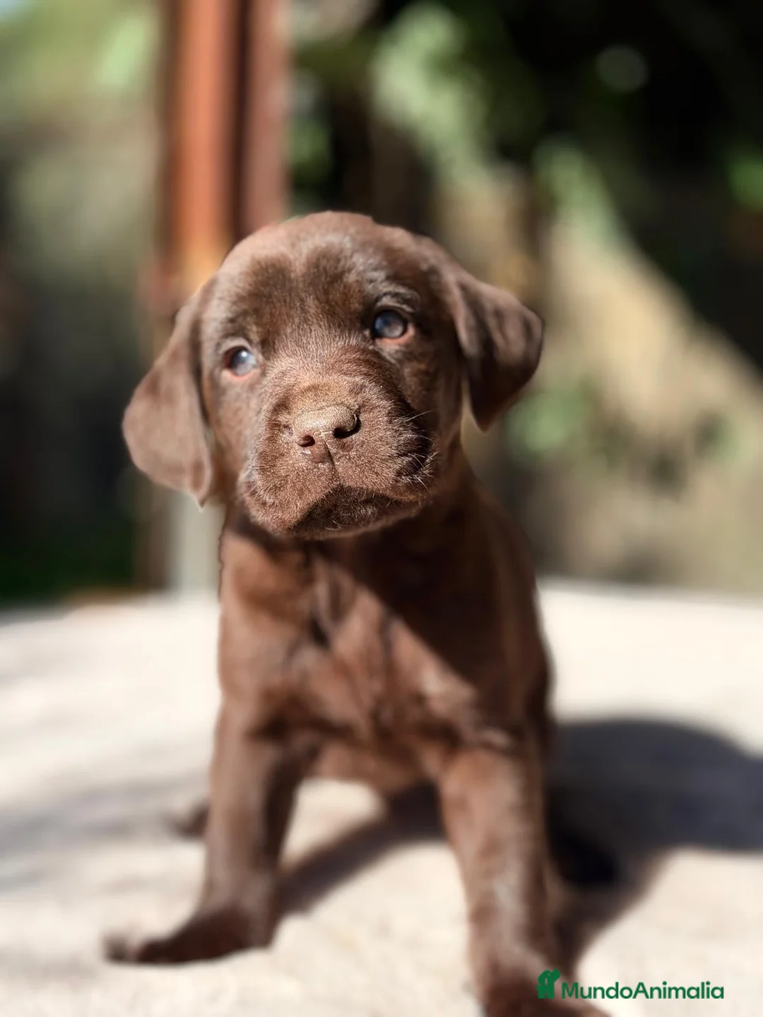 Labrador Retriever perros en venta: LABRADOR CHOCOLATE MACHO - Anuncio 2