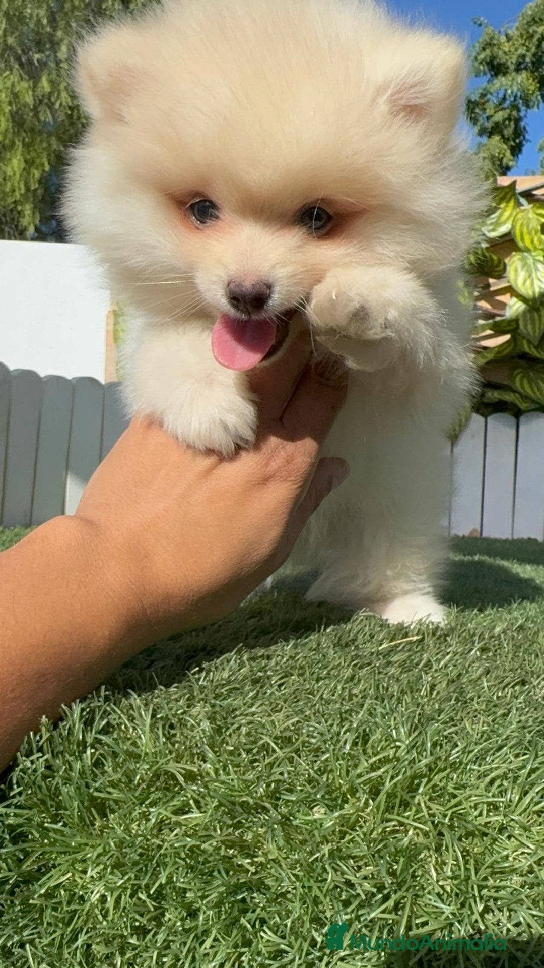 Pomerania perros en venta: POMERANIA MACHO - Imagen 4
