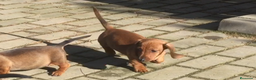Teckel perros en venta: Cachorro teckel en Ciudad Real - Anuncio 2
