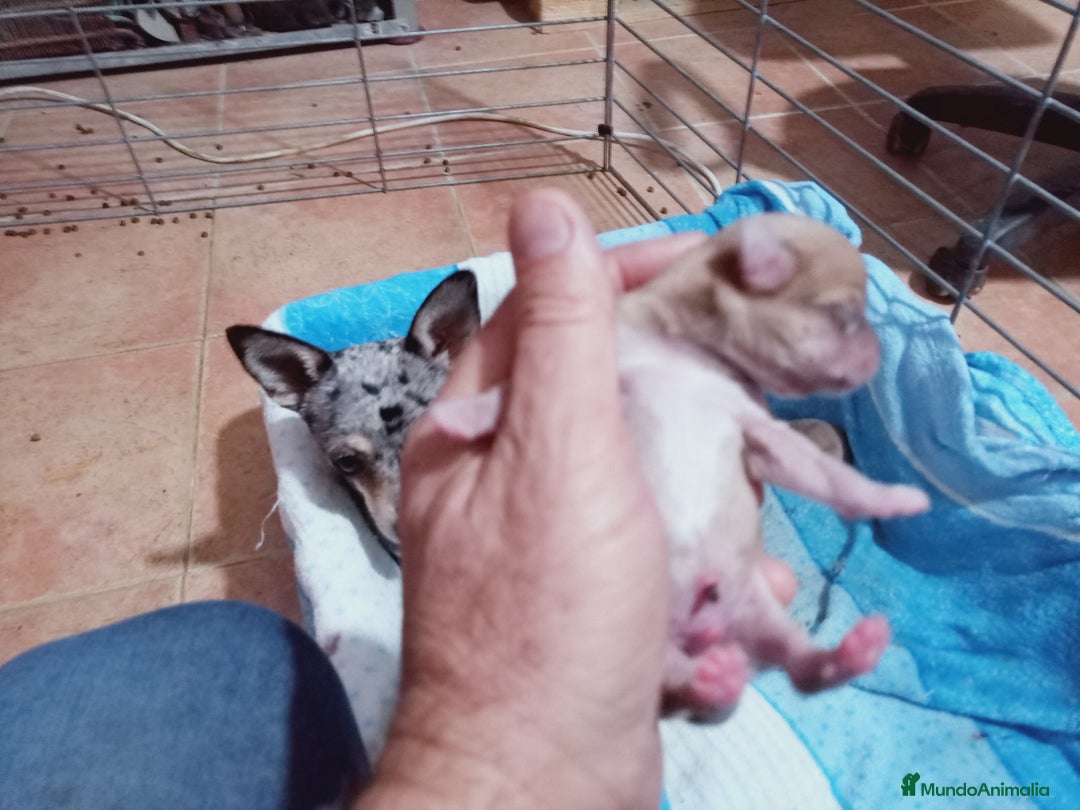 Chihuahua perros en venta: Camada Kiwi Chihuahua Merle - Anuncio 2