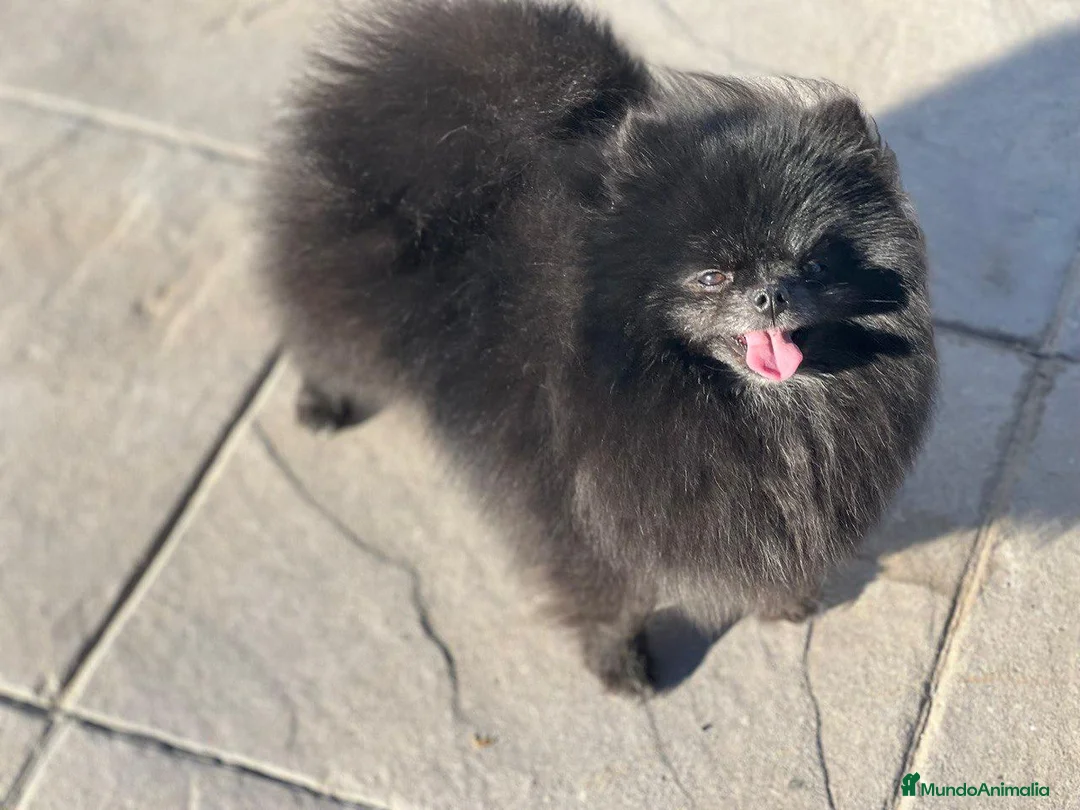 Pomchi perros en venta: Pomchi macho - Anuncio 7