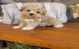 Maltipoo perros en venta: Maltipoo toy hembra!! Para diciembre  - Imagen 1
