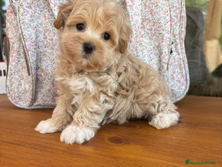 Maltipoo perros - Anuncio 1