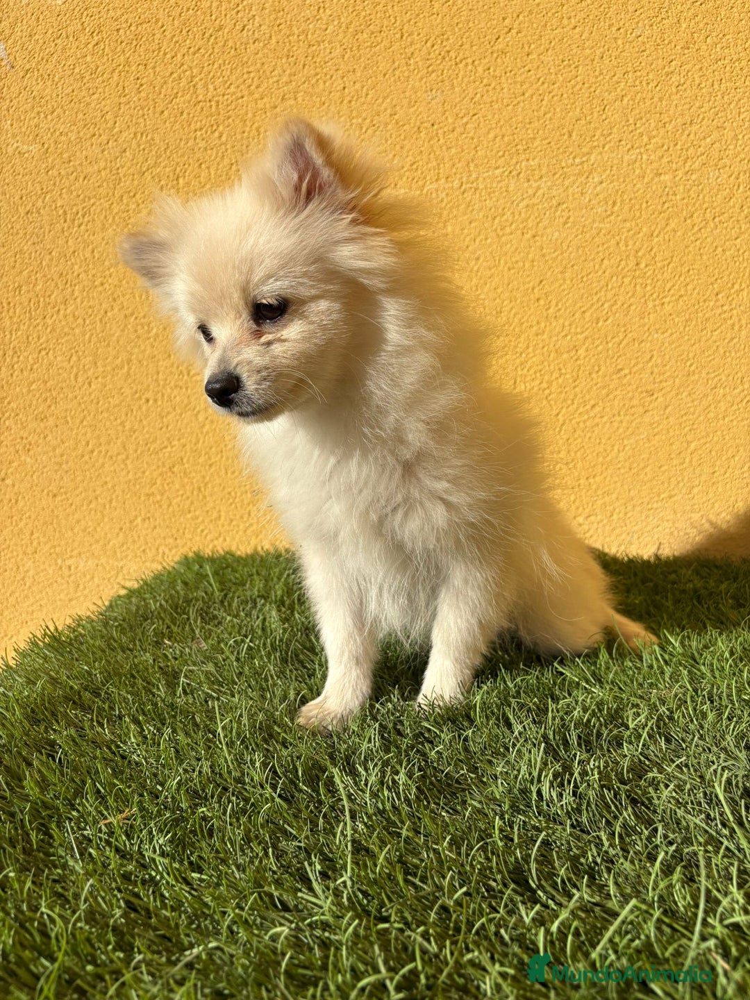 Pomerania perros en venta: Pomerania toy macho blanco  - Imagen 1