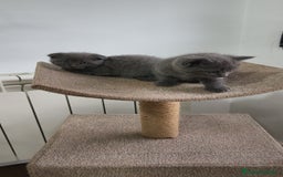 Británico de Pelo Corto Azul gatos en venta: Scottish & azul ruso - Imagen 6