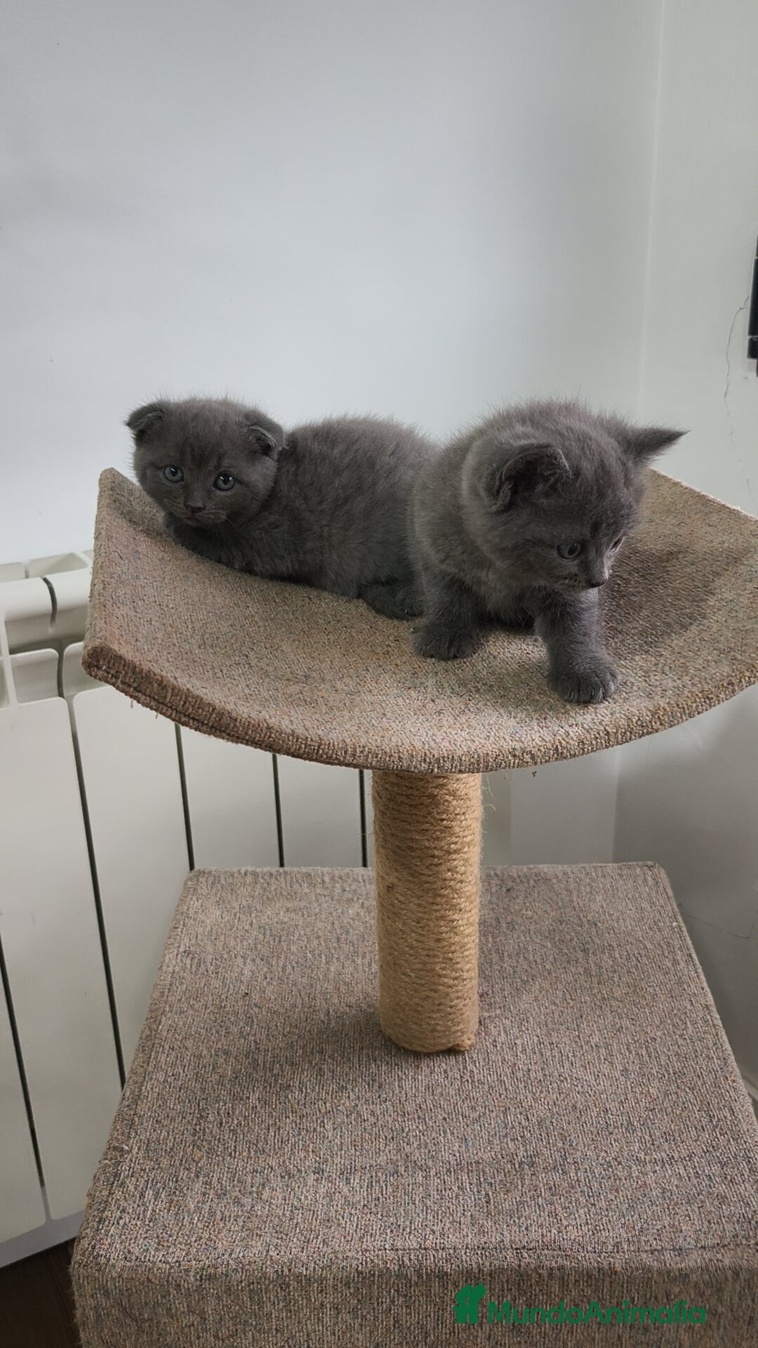 Británico de Pelo Corto Azul gatos en venta: Scottish & azul ruso - Imagen 6