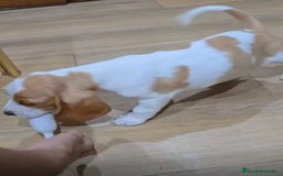 Basset Hound perros en venta: Preciosos sabuesos - Imagen 3