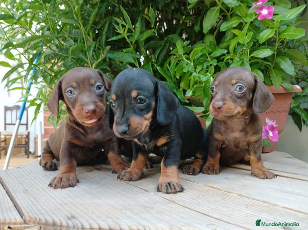 Teckel Miniatura perros - Anuncio 7